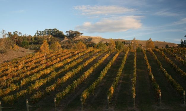 De vier bijzonderste wijngebieden in Nieuw-Zeeland