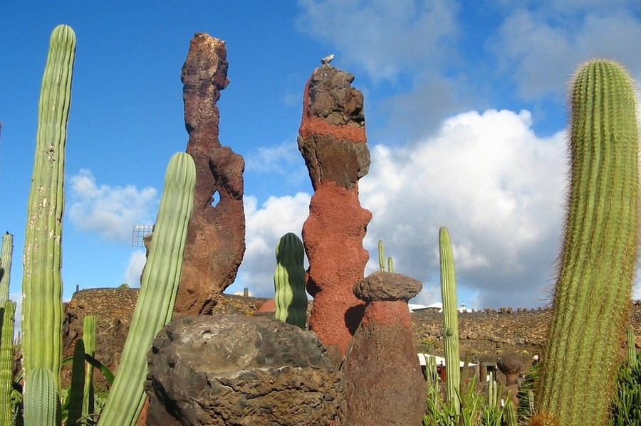 Lanzarote cactussen